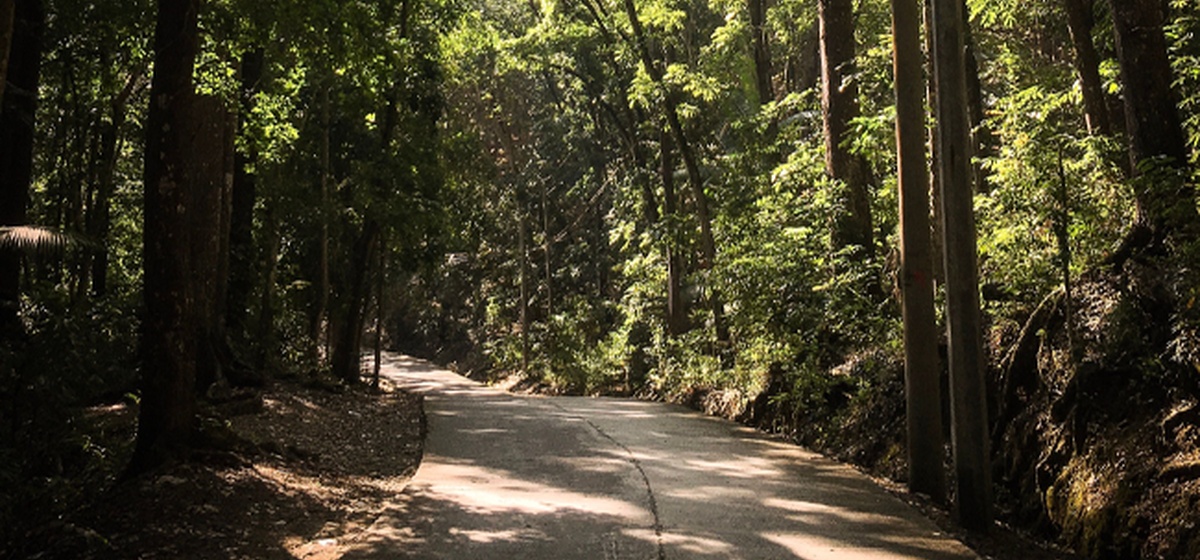 Il bosco in città