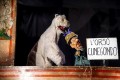 Nella pancia dell'orso polare